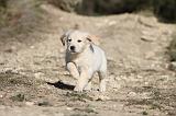 GOLDEN RETRIEVER 528